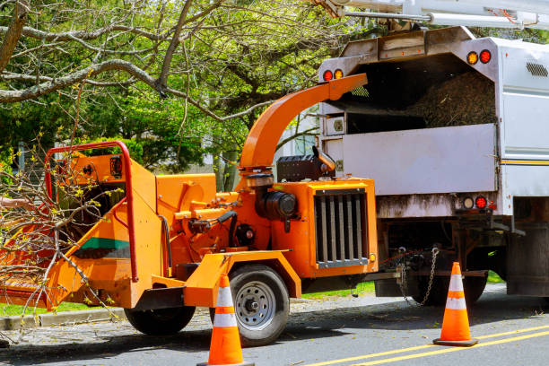 Reliable Bridgeview, IL Tree Removal and Landscaping Services Solutions